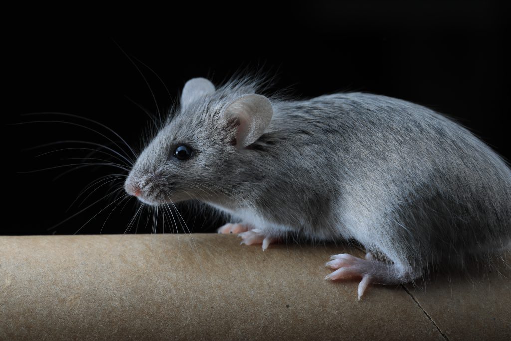 Rodents Revealed