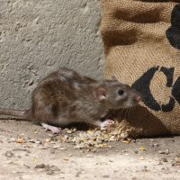 Brown rat, Rattus norvegicus, captive, by corn sack,  August 2009