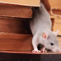 How to Spot Mice or Rats in the Home